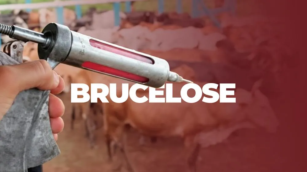Vacinação contra brucelose segue obrigatória em Mato Grosso: entenda regras e a importância