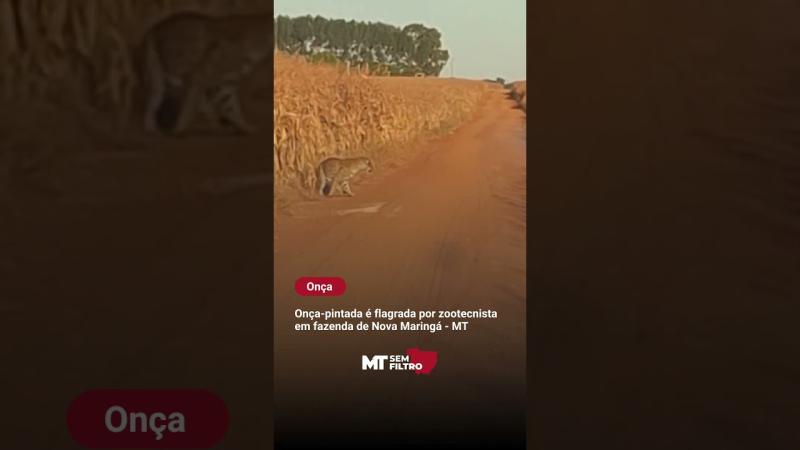 Onça-pintada é flagrada por zootecnista em fazenda de Nova Maringá - MT